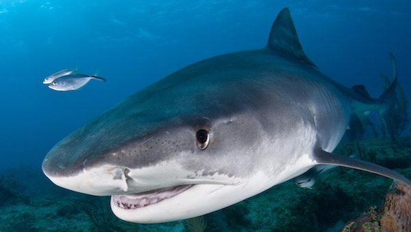 shark_742.jpg