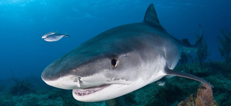Shark Attack Survivors Fight to Save Sharks
