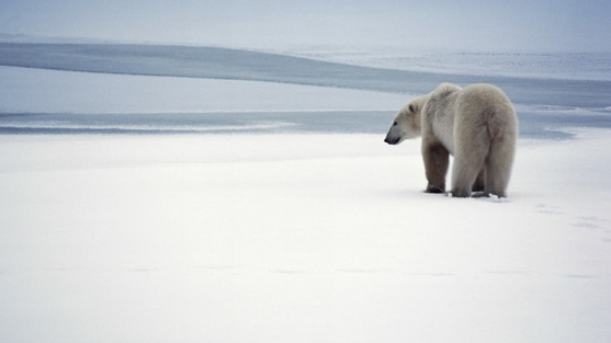 polar-bear_photolink.png