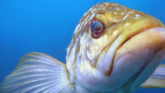 California to Address “Hidden” Decline in Recreational Ocean Bass Fishery -  Ocean Conservancy