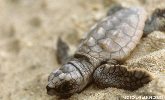 Restoring the Gulf of Mexico by Pointing Baby Turtles Back to Sea ...