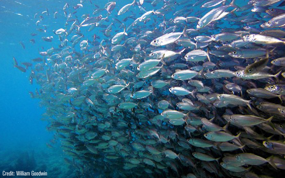 Forage Fish That Fuel the Ocean Food Web Need More Than Patchwork Policies