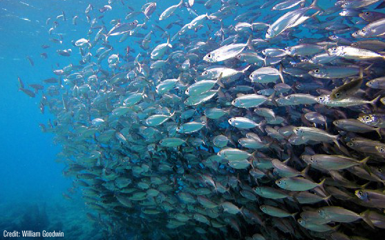 Ocean Conservation: Forage Fish