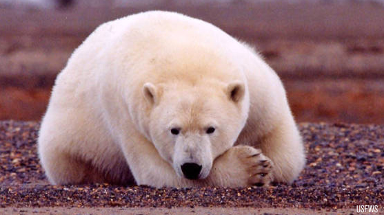 polar-bear_usfws.png