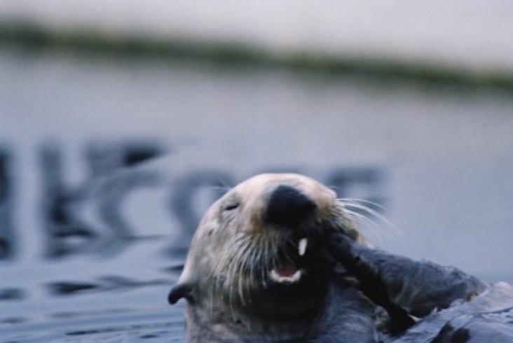 otter-e1362596065129.jpg
