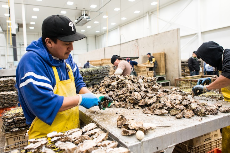 taylor_shellfish.jpg