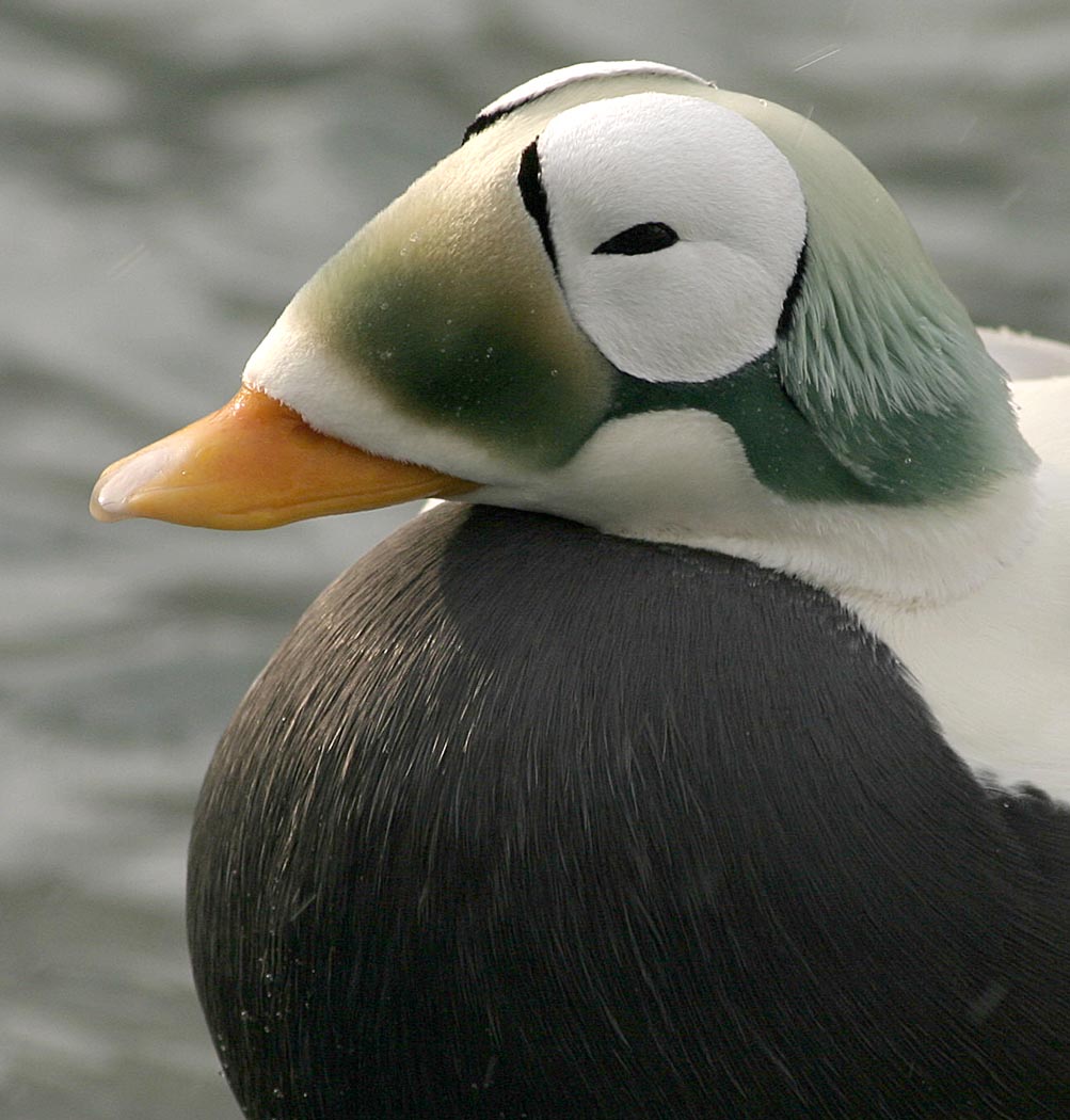 Spectacled_Eider_closeup_Laura_L_Whitehouse_FWS.jpg