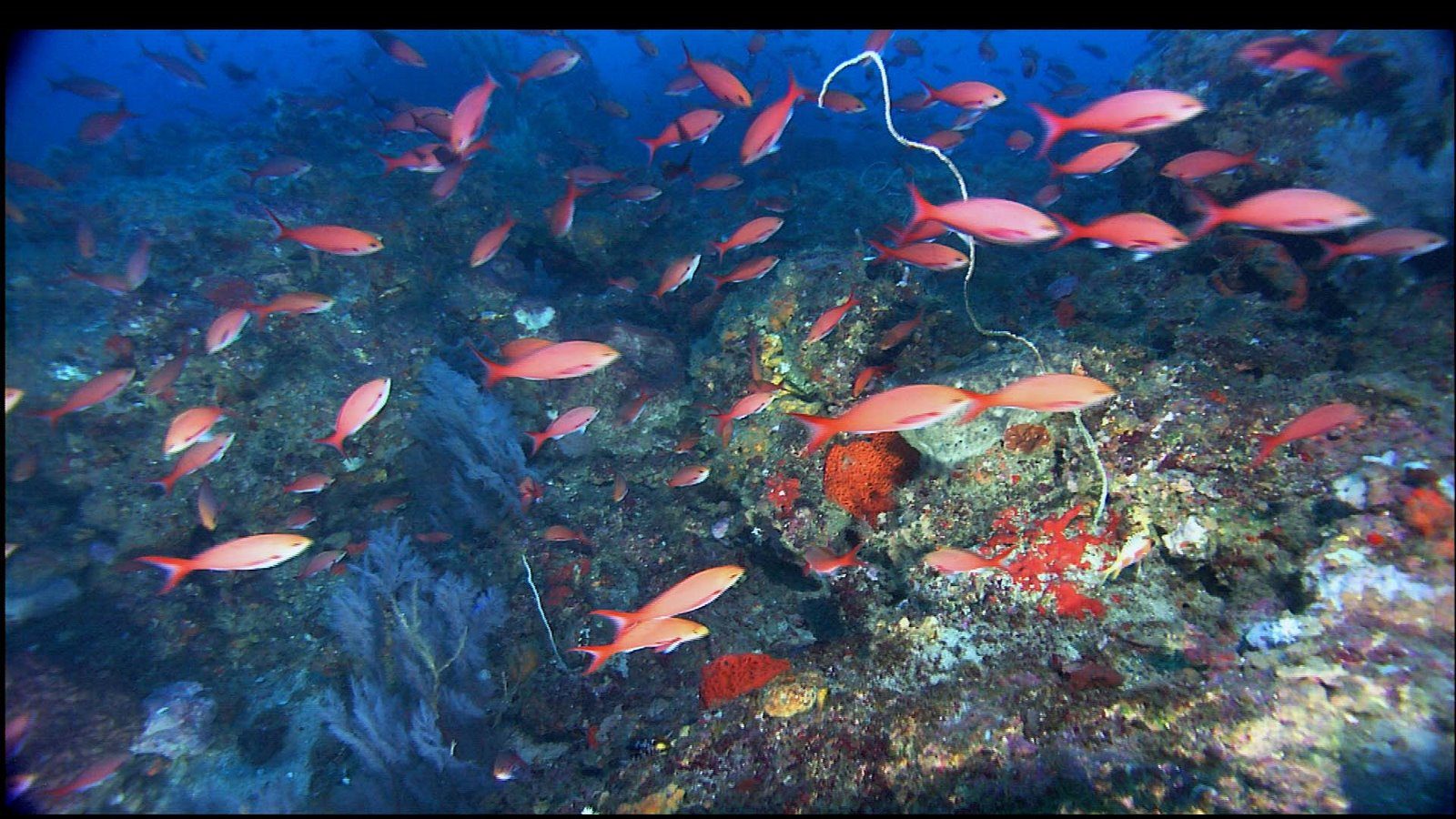 flowergardencreolefish_NOAA.jpg