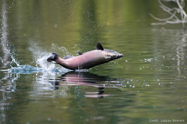 salmon_loulou-beavers.png