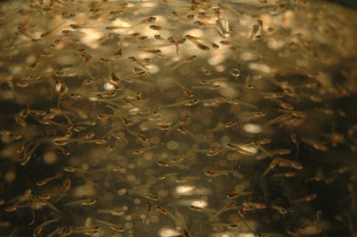 killifish_Greene-e1367934391565.jpg