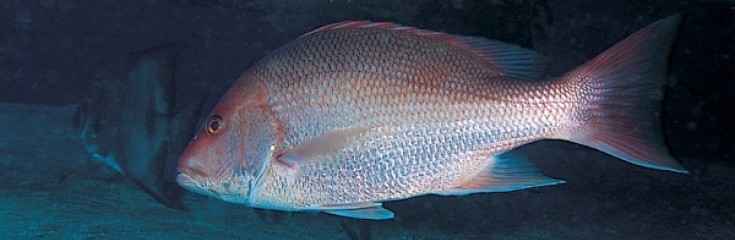 Keeping Gulf Red Snapper on the Road to Recovery