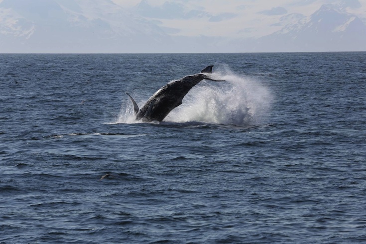 humpback_735.jpg