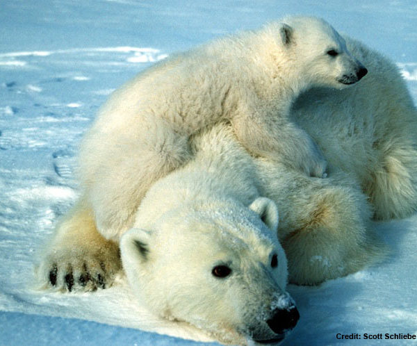 polar_bear_scott_schliebe_usfws_735-credit.jpg