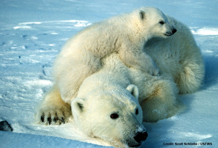 polar_bear_scott_schliebe_usfws_735-credit.jpg