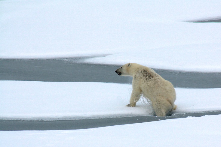 polar-bear-on-ice.jpg