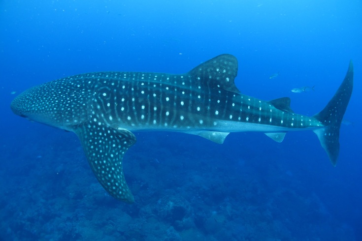 spotted-it-s-whale-shark-season-in-the-gulf-of-mexico-ocean-conservancy