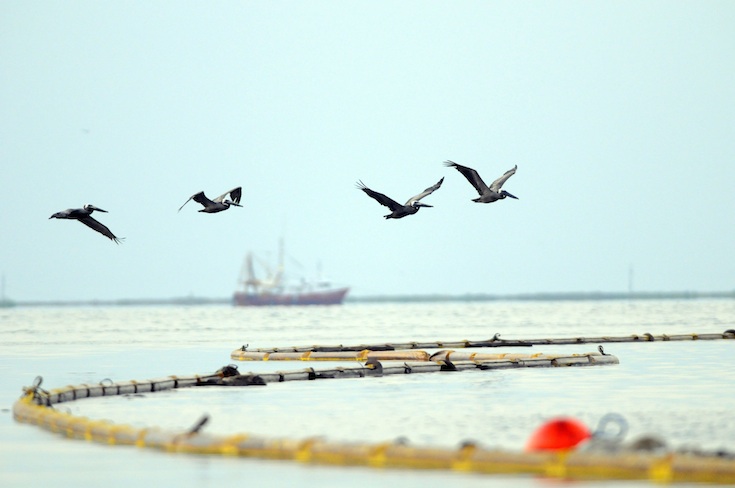 OIL_GRAND_ISLE_735.jpg