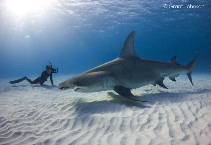 Grant-Johnson-Freediver1.jpg