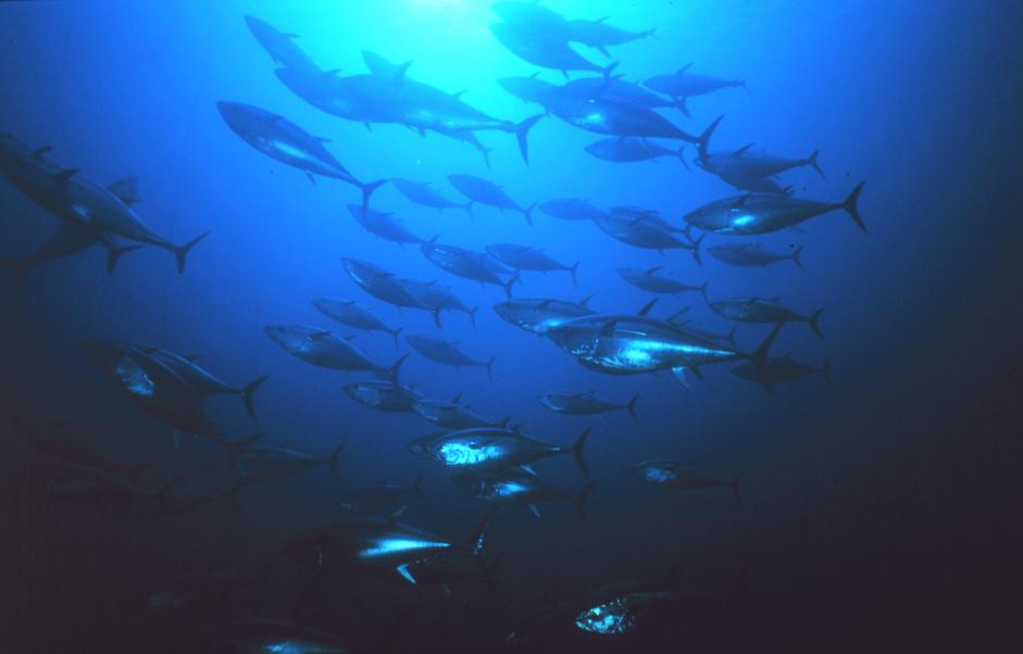 Tested Approaches for Climate-Ready Fishery Management