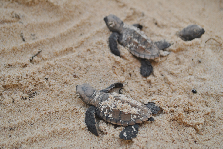 Victory for Baby Sea Turtles - Ocean Conservancy