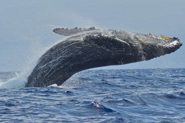 Celebrating Victories This World Oceans Day - Ocean Conservancy