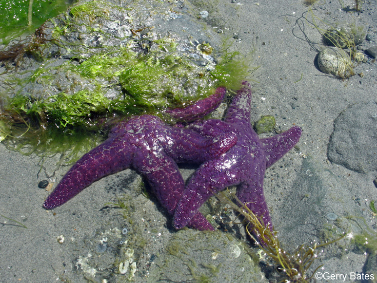 Sea Star Epidemic Plagues Oregon - Ocean Conservancy