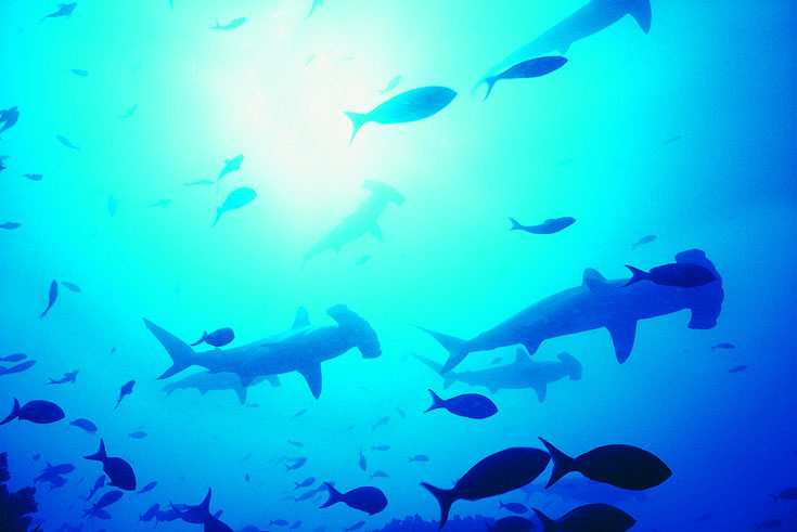 hammerhead-sharks.jpg
