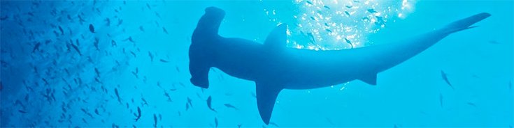 shark-email-banner.jpg