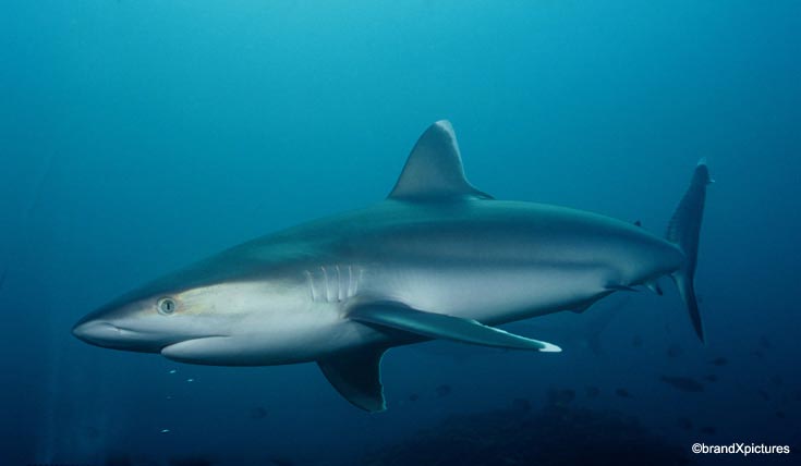 Ocean Acidification Wrecks Sharks' Smellovision - Ocean Conservancy