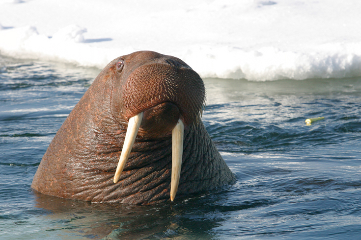 walrus_USFWS_AlaskaRegion_Flickr.jpg