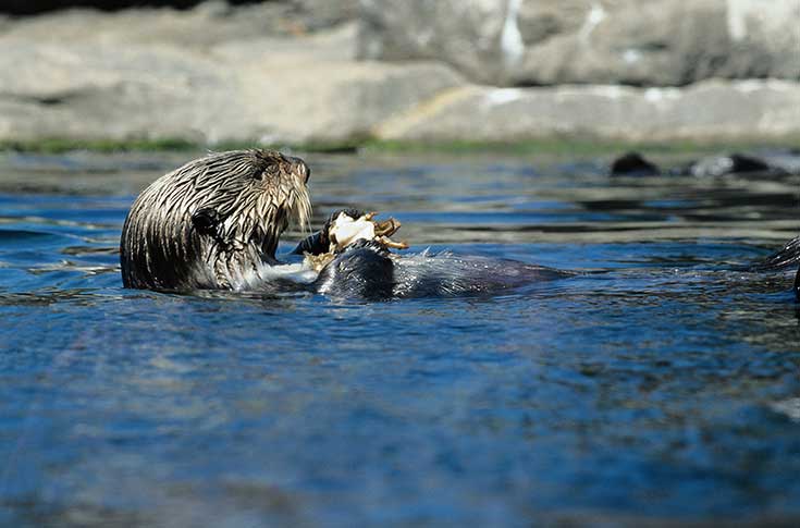 Sea Otter