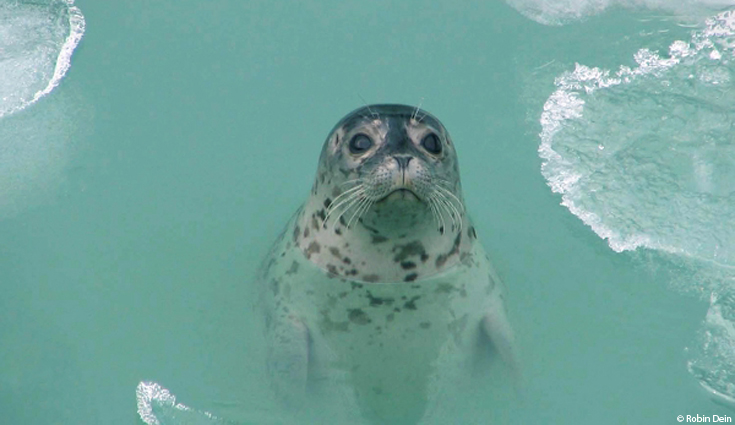 NOAA Says Shell Drilling Would Impact Thousands of Marine Mammals ...