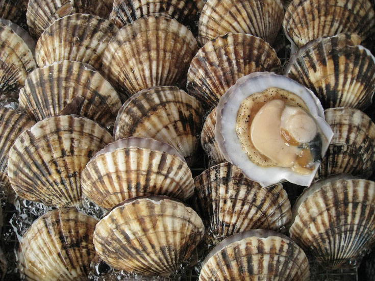 live scallops underwater