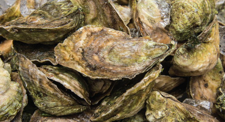 Ode to Oysters (or, Happy National Oyster Day!) - Ocean Conservancy