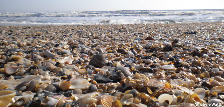 Mote-SarahBlog-Header.jpg