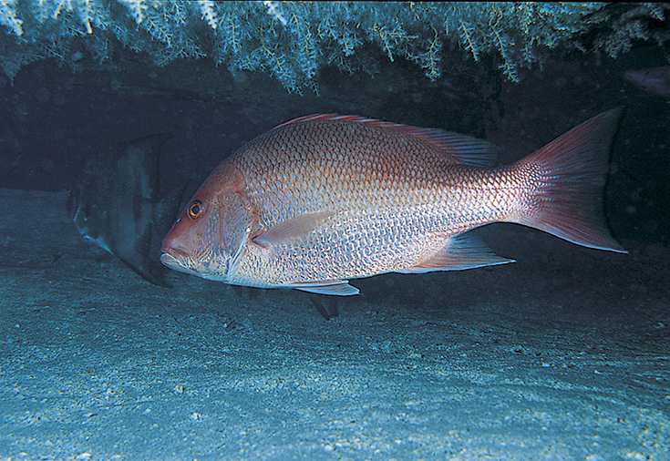 Red Snapper Season Starts June 1: Not All Smooth Sailing - Ocean Conservancy