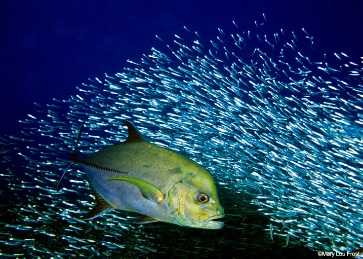 The Conditions are Right for Ecosystem-Based Fisheries Management