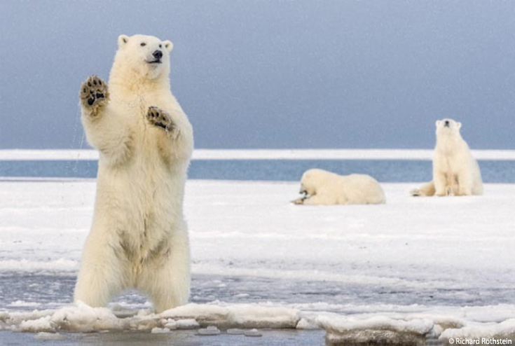 polar-bear-blog.jpeg