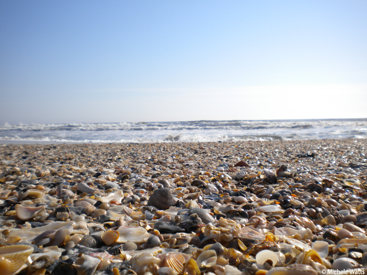 seashells-blog.jpg