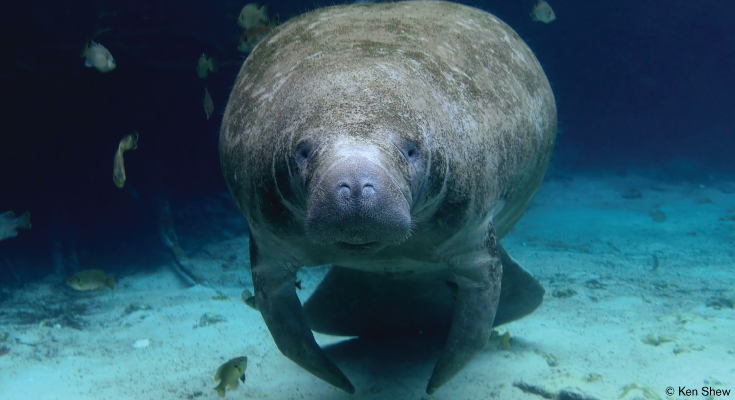 Manatee in malay