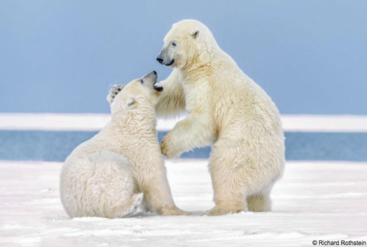 Polar Bears are Eating Dolphins, Probably Thanks to Climate Change, Smart  News