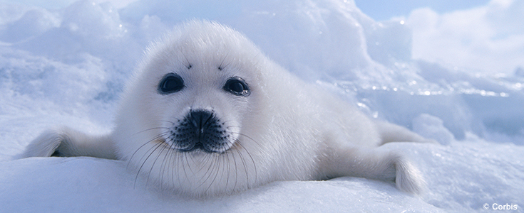 arctic ocean animals