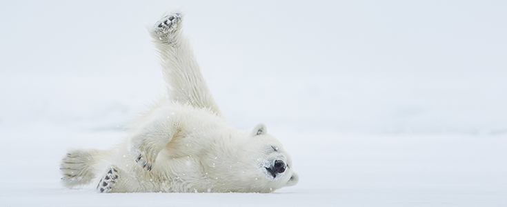 PolarBearforBlog.jpg