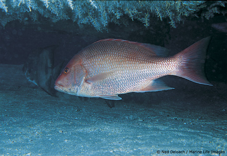 Wildlife Fact Sheets Gulf of Mexico Red Snapper Ocean Conservancy