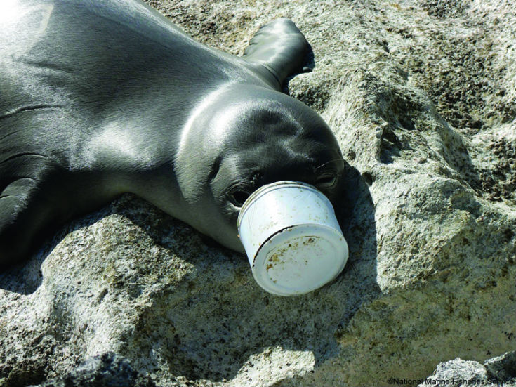 How Dangerous is Ocean Plastic? Insights From Global Experts on the  Greatest Threat to Marine Wildlife - Ocean Conservancy