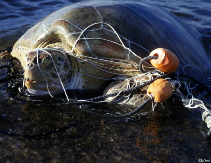 seaturtle_entangled_blog.jpg