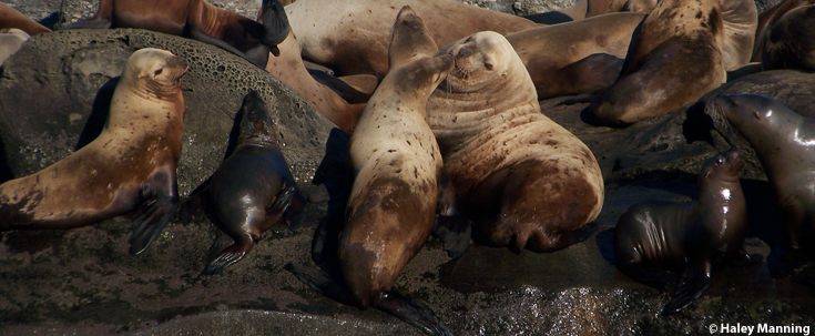 steller-sea-lion-BLOG.jpg