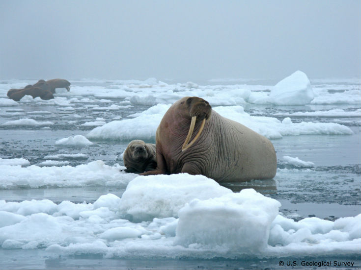 Why More Research is Crucial for Protecting the Arctic