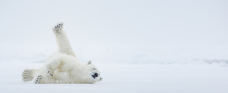 Image result for polar bears roll