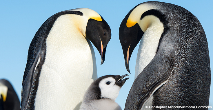 Penguins